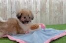 Shih Poo Puppy for Adoption