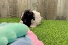 Havanese Pup Being Cute