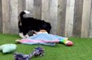 Meet Heartstring - our Mini Aussiedoodle Puppy Video