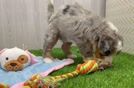 Fluffy Mini Bernedoodle Poodle Mix Pup