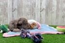 Cute Dachshund Purebred Pup