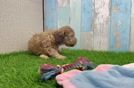 Shih Poo Puppy for Adoption