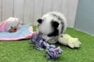 Meet Russ - our Pomeranian Puppy Video
