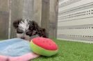 Havanese Pup Being Cute