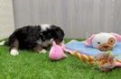 Friendly Mini Bernedoodle Baby