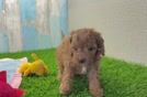 Cavapoo Puppy for Adoption