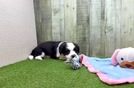 Aussiechon Pup Being Cute