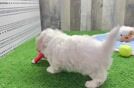 Maltipoo Pup Being Cute