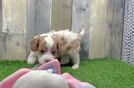 Adorable Cavalier King Charles Spaniel and Poodle Mix Poodle Mix Puppy