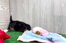 Sweet Yorkie Poo Baby