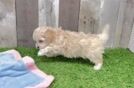 Meet Zero - our Maltipoo Puppy Video  - Florida Fur Babies Maltipoo Pup Being Cute