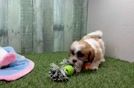 Meet Joann - our Teddy Bear Puppy Video