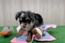 Meet Oswego - our Mini Aussiedoodle Puppy Video