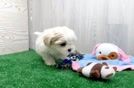 Small Teddy Bear Baby