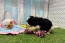 Hypoallergenic Cavadoodle Poodle Mix Puppy