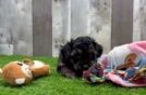Yorkie Poo Puppy for Adoption