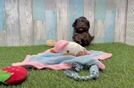 Adorable Havadoodle Poodle Mix Puppy