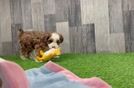 Fluffy Mini Bernedoodle Poodle Mix Pup