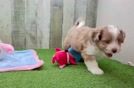 Saussie Pup Being Cute