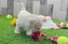 Best Maltipoo Baby