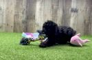 Fluffy Toy Poodle Purebred Puppy