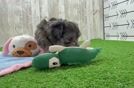 Small Maltipoo Baby
