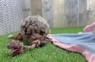 Best Cockapoo Baby