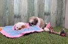 Sweet Teddy Bear Baby