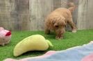 Energetic Golden Doodle Poodle Mix Puppy