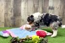 Fluffy Mini Bernedoodle Poodle Mix Pup