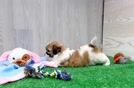 Teddy Bear Pup Being Cute