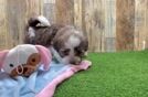 Meet Teal - our Havanese Puppy Video