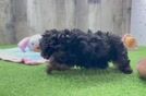 Best Poodle Baby