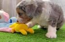 Best Mini Aussiedoodle Baby