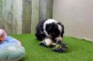 Best Aussiechon Baby