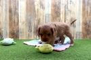 Cavapoo Pup Being Cute