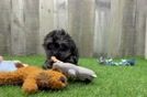 Energetic Yorkipoo Poodle Mix Puppy