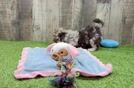 Havapoo Puppy for Adoption