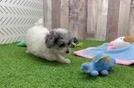 Meet Lolly - our Poodle Puppy Video