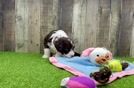 Cute Mini Sheepadoodle Baby