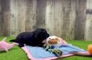 Meet Elon - our Mini Goldendoodle Puppy Video
