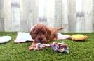 Funny Cavapoo Poodle Mix Pup