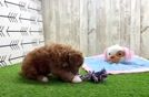 Best Cavapoo Baby