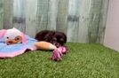 Meet Wednesday - our Aussiechon Puppy Video
