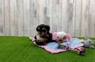 Small Yorkie Poo Baby