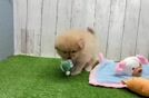 Pomeranian Pup Being Cute
