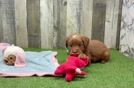 Meet Barrett - our Mini Goldendoodle Puppy Video  - Florida Fur Babies Mini Goldendoodle Puppy for Adoption