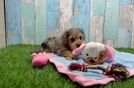 Yorkie Poo Pup Being Cute