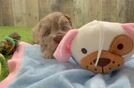 Popular Havapoo Poodle Mix Pup
