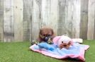 Meet Gibson - our Shih Pom Puppy Video